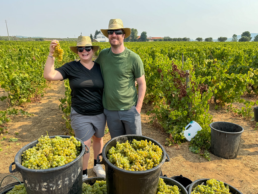 Amanda and Elliot grape picking in the Douro Valley